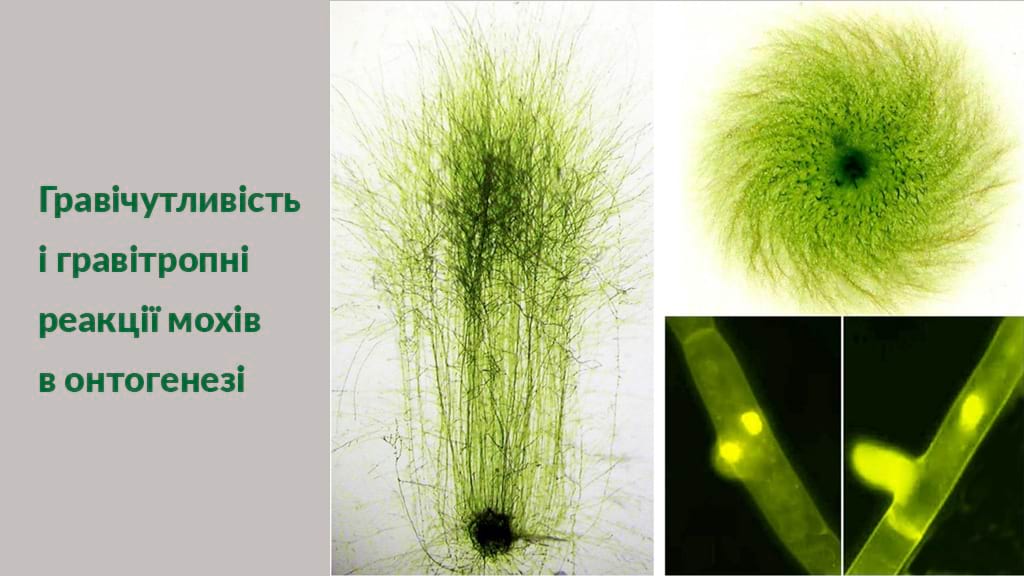 Монографія «Гравічутливість і гравітропні реакції мохів в онтогенезі»