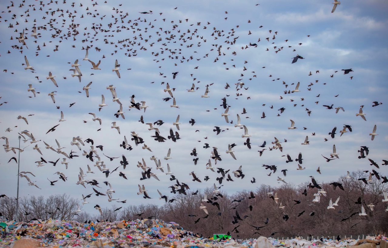 Мартини (Larus spp.), шпаки (Sturnus vulgaris) та воронові (Corvidae) шукають поживу на Харківському сміттєзвалищі. Авторка: Яна Толмачова