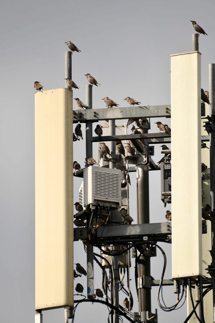 Шпаки звичайні (Sturnus vulgaris) під час міграції перепочивають на вежі мобільного зв’язку. Авторка: Ірина Мєдвєдєва