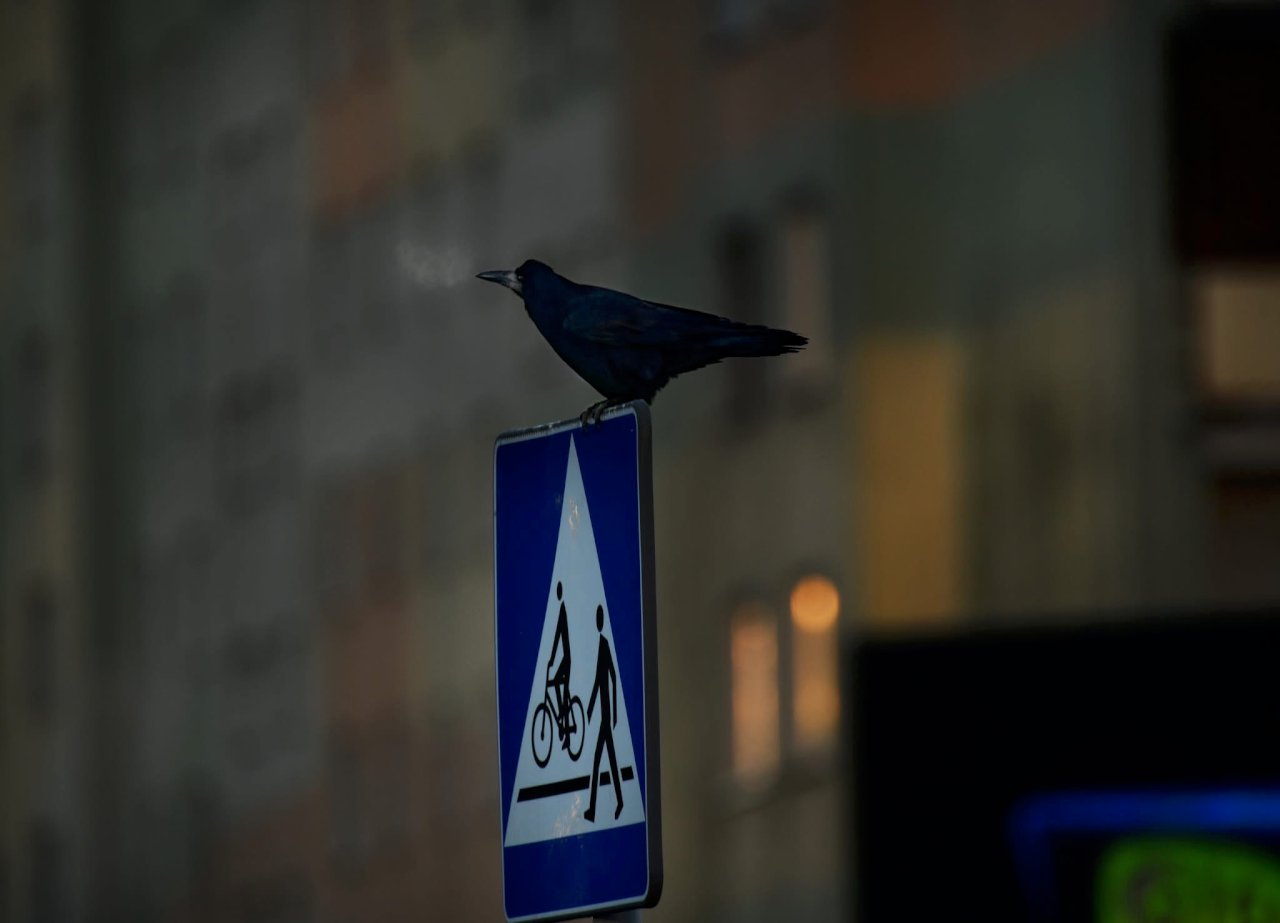 Грак (Corvus frugilegus) на дорожньому знаку в місті. Авторка: Ірина Мєдвєдєва