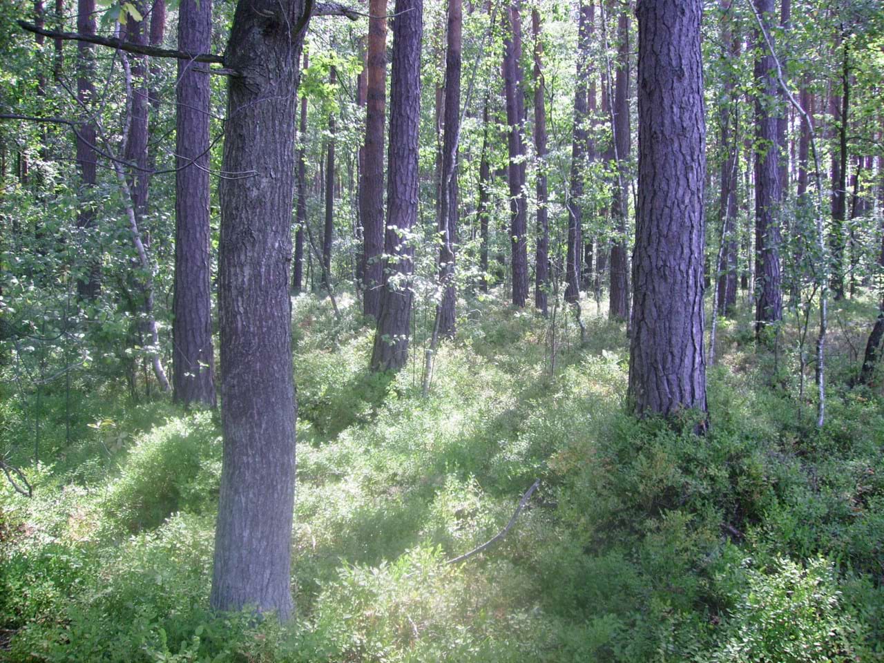 Ліс біля стаціонару Ліс біля стаціонару
