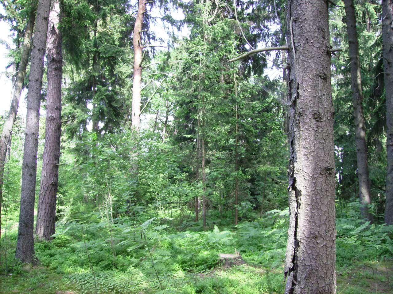 Ліс біля стаціонару 2 Ліс біля стаціонару 2