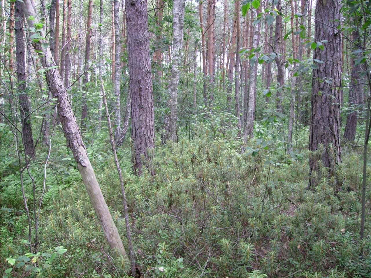 Ліс біля стаціонару 3 Ліс біля стаціонару 3