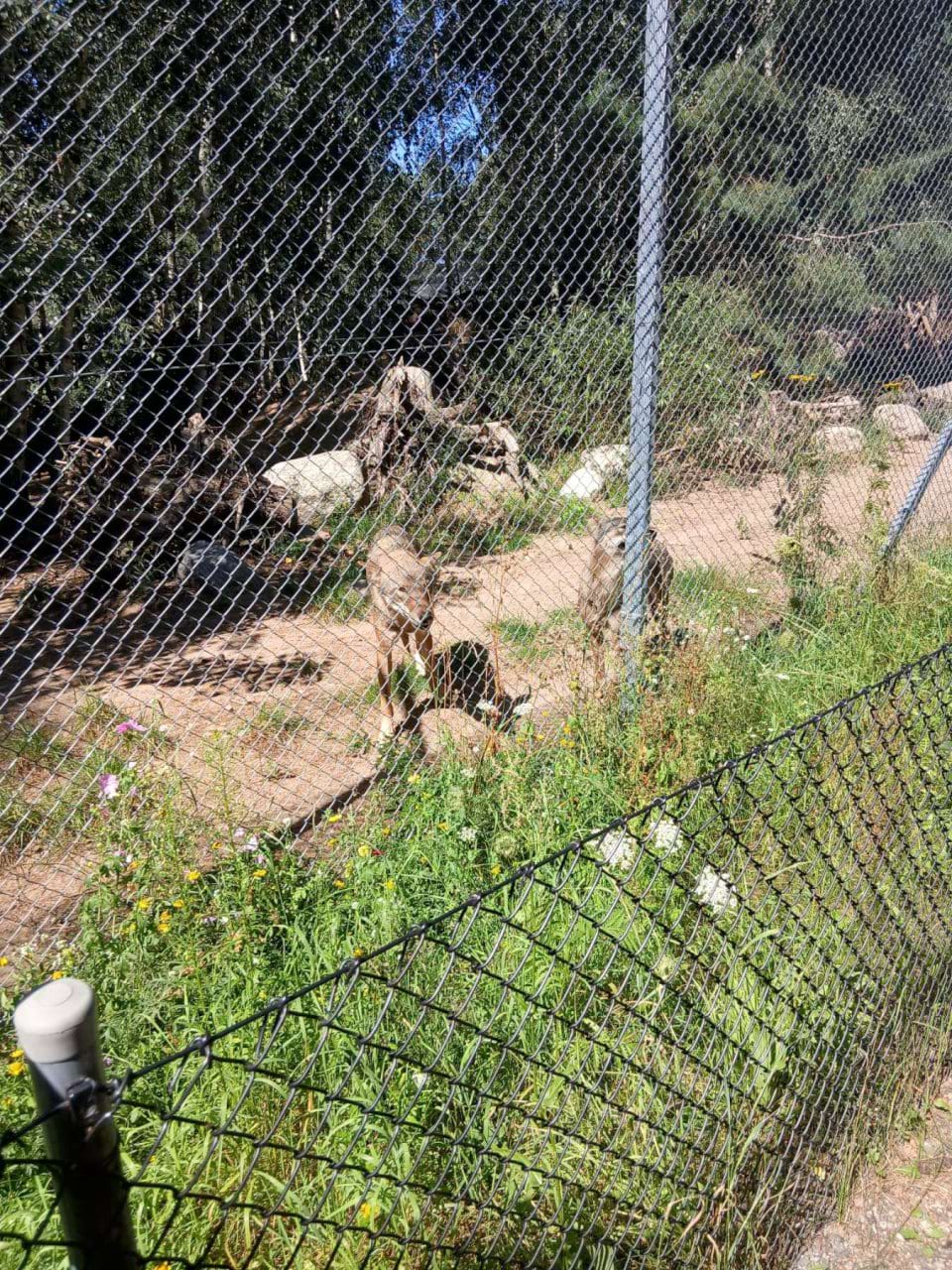 Фото 5. Вовки в «Дикій загороді» (Яблуново, Польща), 09.08.2026 Фото 5. Вовки в «Дикій загороді» (Яблуново, Польща), 09.08.2026