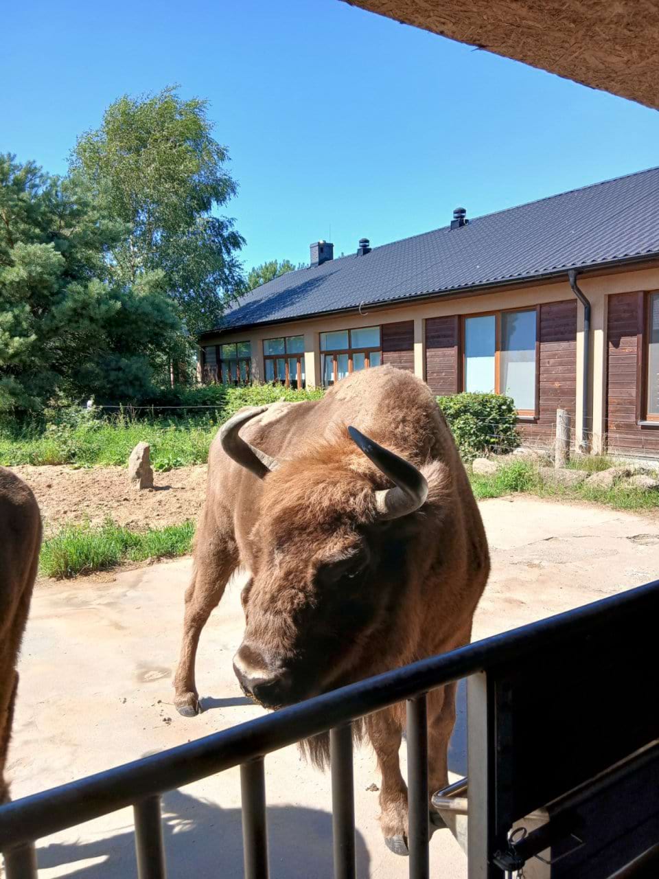 Фото 6. Зубри в «Дикій загороді» (Яблуново, Польща), 08.09.2026 Фото 6. Зубри в «Дикій загороді» (Яблуново, Польща), 08.09.2026
